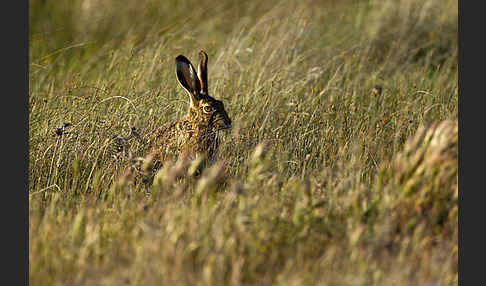 Iberischer Hase (Lepus granatensis)