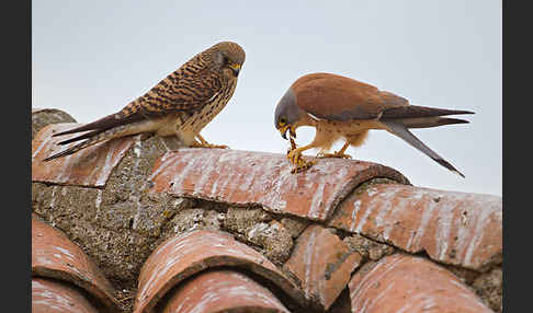 Rötelfalke (Falco naumanni)