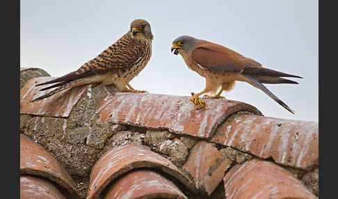 Rötelfalke (Falco naumanni)