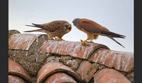 Rötelfalke (Falco naumanni)