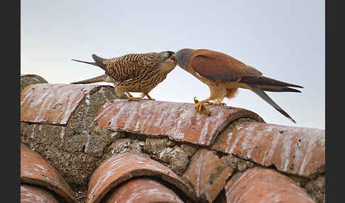 Rötelfalke (Falco naumanni)