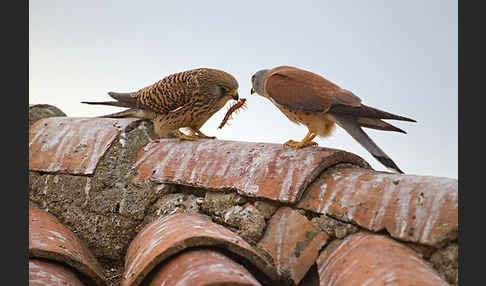 Rötelfalke (Falco naumanni)