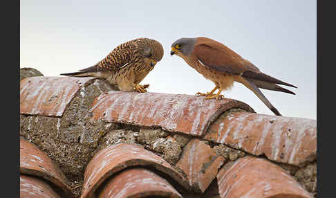 Rötelfalke (Falco naumanni)