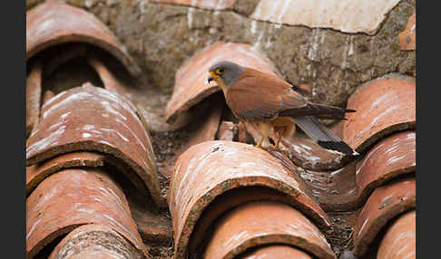 Rötelfalke (Falco naumanni)