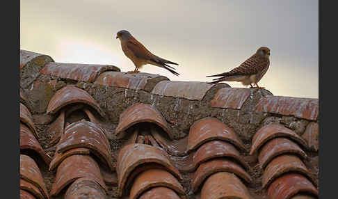 Rötelfalke (Falco naumanni)