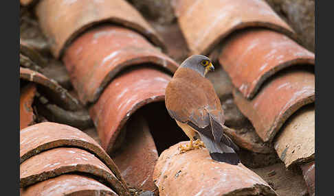 Rötelfalke (Falco naumanni)