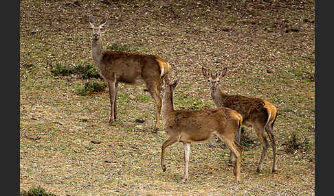 Rotwild (Cervus elaphus)