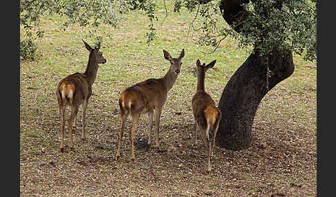 Rotwild (Cervus elaphus)