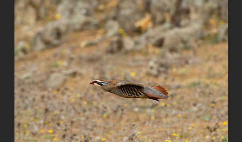 Rothuhn (Alectoris rufa)