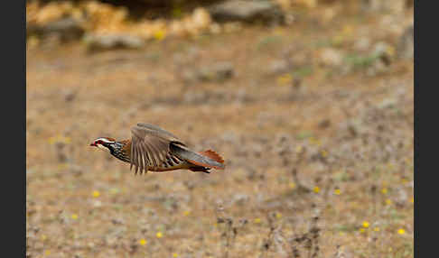 Rothuhn (Alectoris rufa)