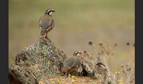 Rothuhn (Alectoris rufa)