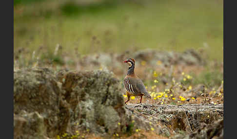 Rothuhn (Alectoris rufa)