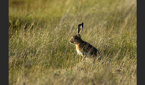 Iberischer Hase (Lepus granatensis)