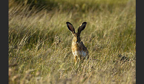 Iberischer Hase (Lepus granatensis)