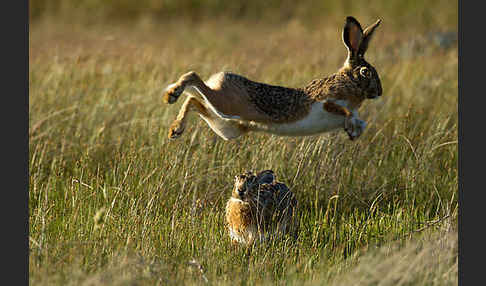 Iberischer Hase (Lepus granatensis)