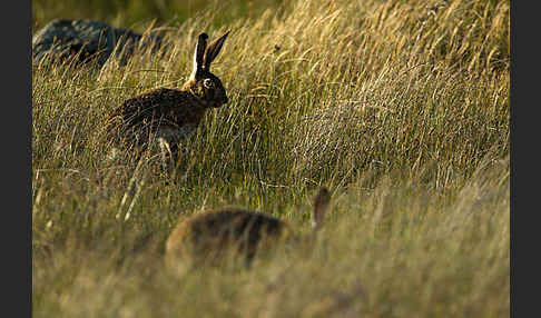 Iberischer Hase (Lepus granatensis)