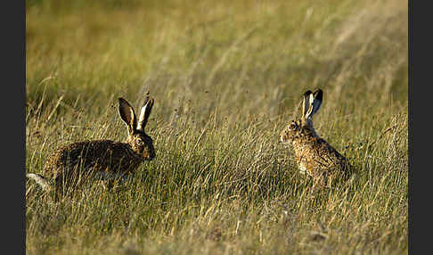 Iberischer Hase (Lepus granatensis)