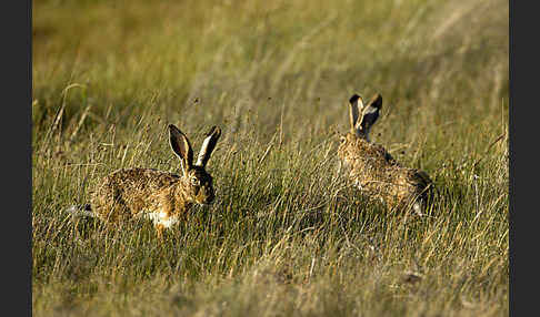 Iberischer Hase (Lepus granatensis)