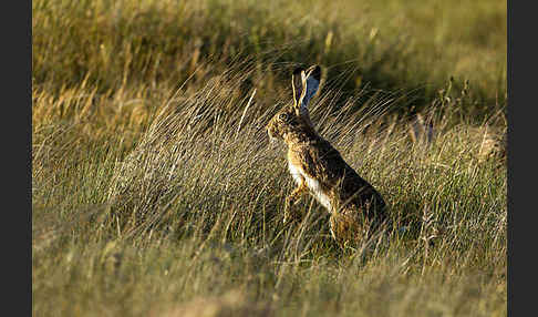 Iberischer Hase (Lepus granatensis)