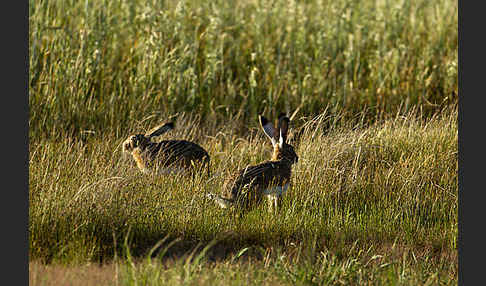 Iberischer Hase (Lepus granatensis)