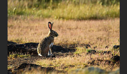 Iberischer Hase (Lepus granatensis)