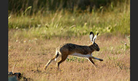 Iberischer Hase (Lepus granatensis)