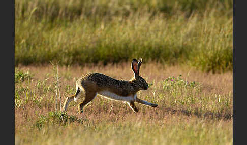 Iberischer Hase (Lepus granatensis)