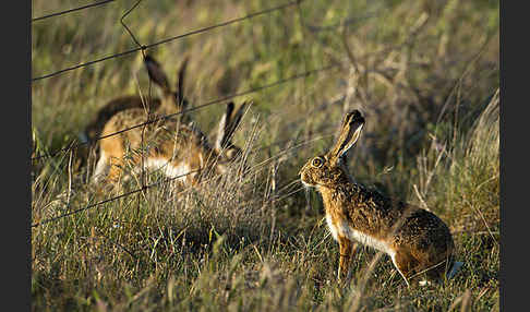 Iberischer Hase (Lepus granatensis)