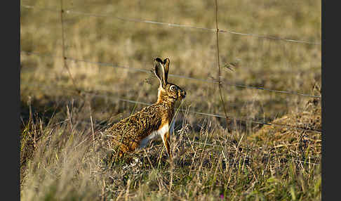 Iberischer Hase (Lepus granatensis)