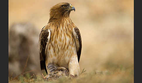 Zwergadler (Aquila pennata)