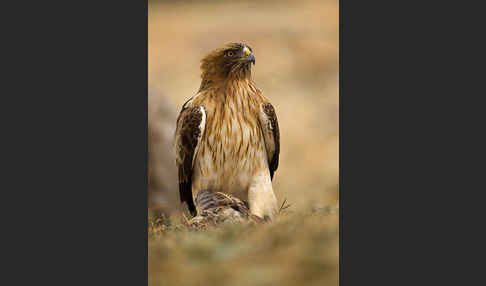 Zwergadler (Aquila pennata)