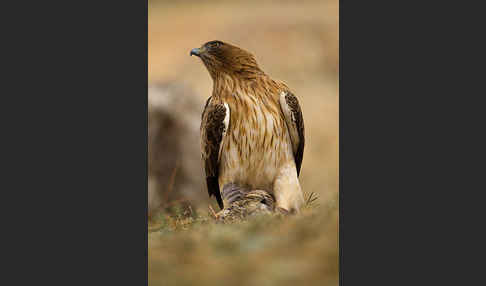 Zwergadler (Aquila pennata)