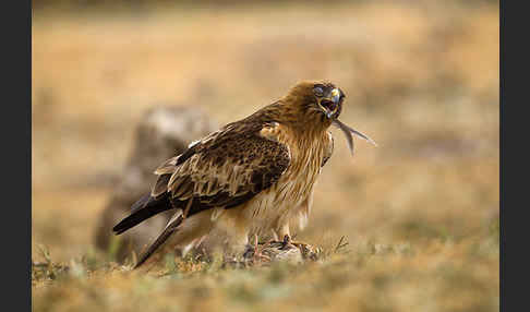 Zwergadler (Aquila pennata)