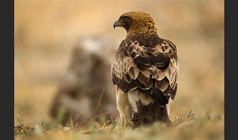 Zwergadler (Aquila pennata)