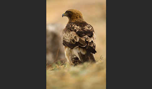 Zwergadler (Aquila pennata)