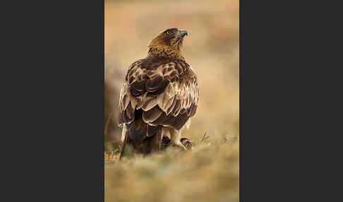 Zwergadler (Aquila pennata)