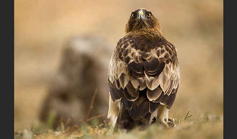 Zwergadler (Aquila pennata)