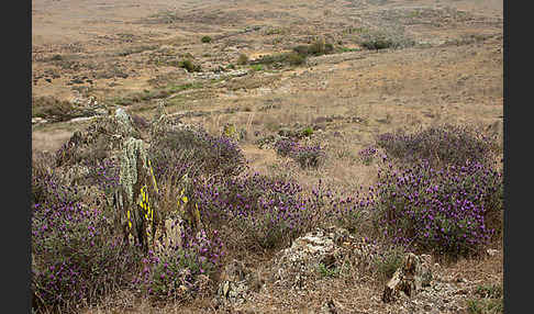 Schopf-Lavendel (Lavandula stoechas)