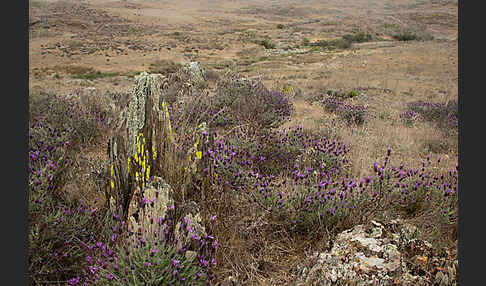 Schopf-Lavendel (Lavandula stoechas)