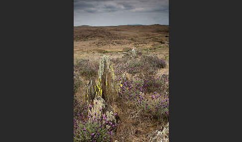 Schopf-Lavendel (Lavandula stoechas)