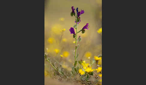 Wegerichblättriger Natternkopf (Echium plantagineum)