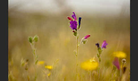 Wegerichblättriger Natternkopf (Echium plantagineum)