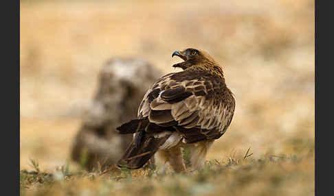 Zwergadler (Aquila pennata)