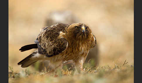 Zwergadler (Aquila pennata)