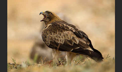 Zwergadler (Aquila pennata)