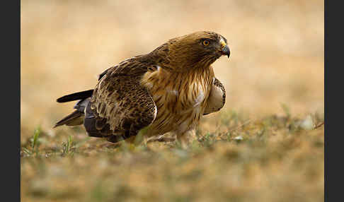 Zwergadler (Aquila pennata)