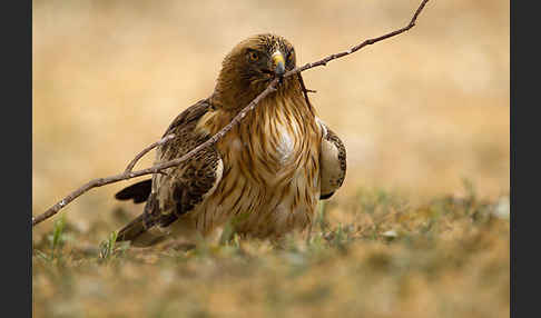 Zwergadler (Aquila pennata)