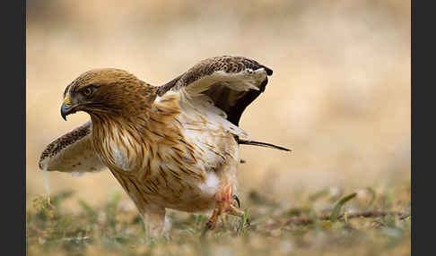 Zwergadler (Aquila pennata)