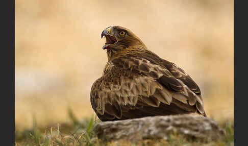 Zwergadler (Aquila pennata)