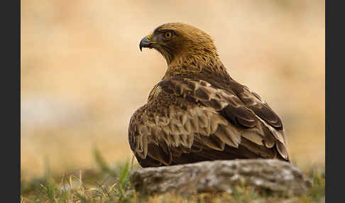 Zwergadler (Aquila pennata)